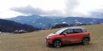 Simpatičen mali križanec iz francoske družine - fotografija 29