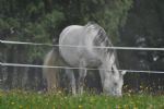 S štirikolesnim pogonom med oblake - fotografija 37
