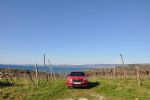Najmanjši terenski predstavnik ni tako majhen - fotografija 4