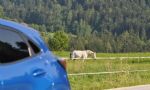 Pridna muca, poredna muca ali preporod Pume - fotografija 33