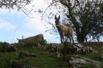 Brez pasoša skozi Judovsko hišo na osvobojeno ozemlje - fotografija 1