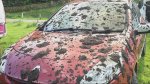 Kmetu prekipelo - avtomobile turistov polil z gnojevko - fotografija 5