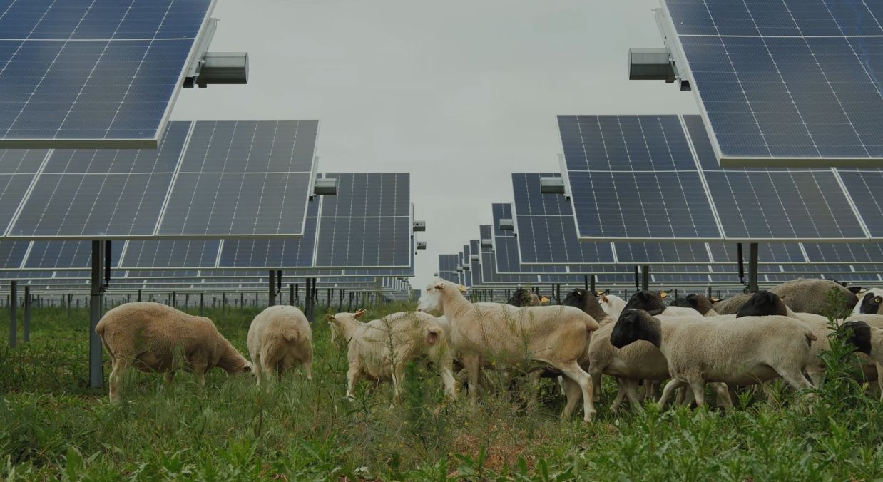 Posebna pozornost je namenjena tudi okolju, saj so s pomočjo tamkajšnje fakultete za agronomijo zasadili več kot 10 tisoč dreves, uredili so veliko zelenih površin, med sončne celice pa so naselili čredo ovc, za kater srbi pastir.