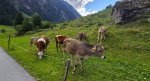 V Mayrhofen po golaž, glasbo in nepozabno srečanje - fotografija 52