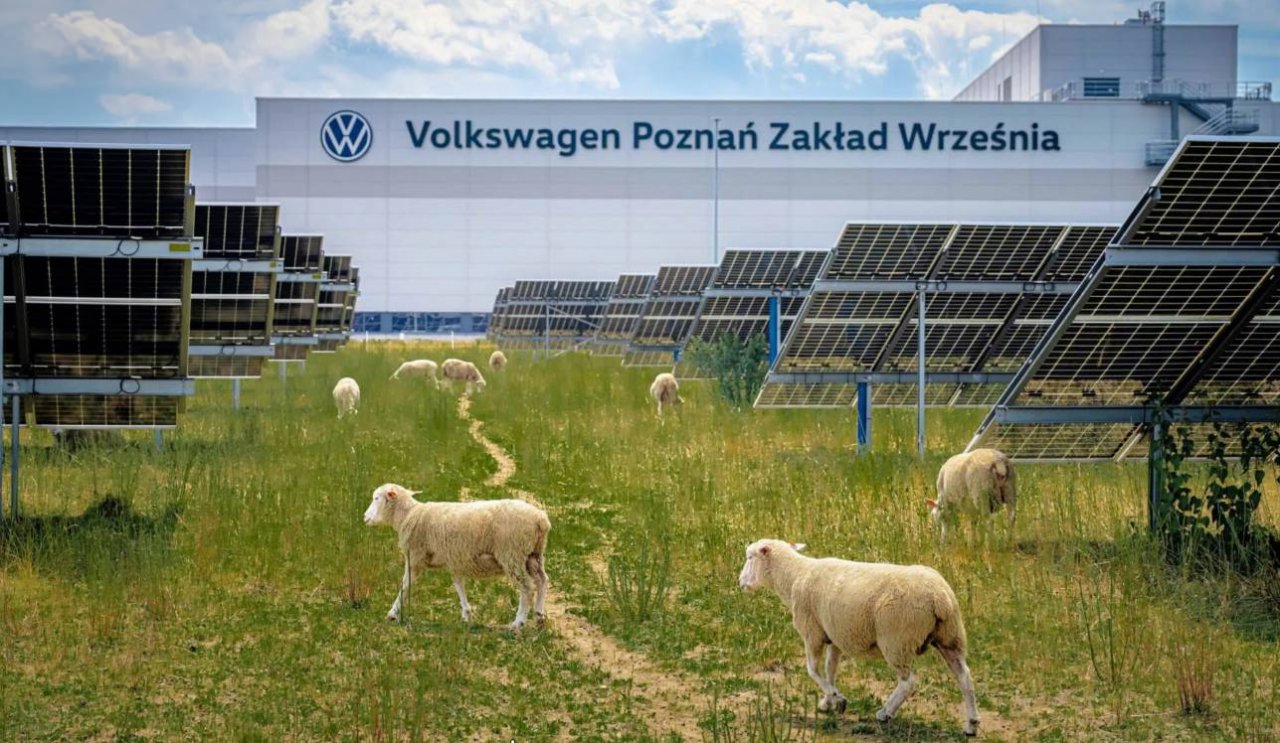 Za vzdrževanje namesto kosilnic najeli 100 ovc Za vzdrževanje namesto kosilnic najeli 100 ovc